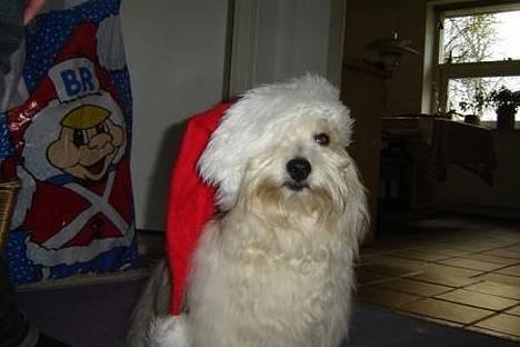 Coton de tulear Noah - Lidt bredrøvet er man vel altid!! billede 8