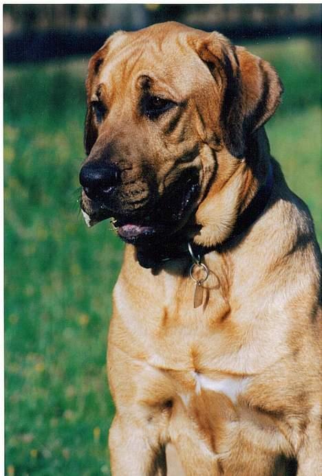 Broholmer Frigga R.I.P. Friksen... - Er det ikke bare et fint kødben, jeg gemmer i min mund? Foto: Marianne Krog billede 1