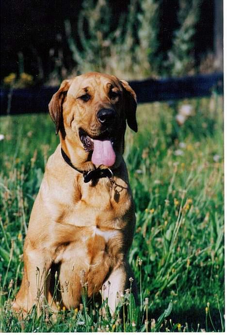 Broholmer Frigga R.I.P. Friksen... - Foto: Marianne Krog billede 2