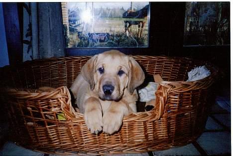 Broholmer Frigga R.I.P. Friksen... billede 3