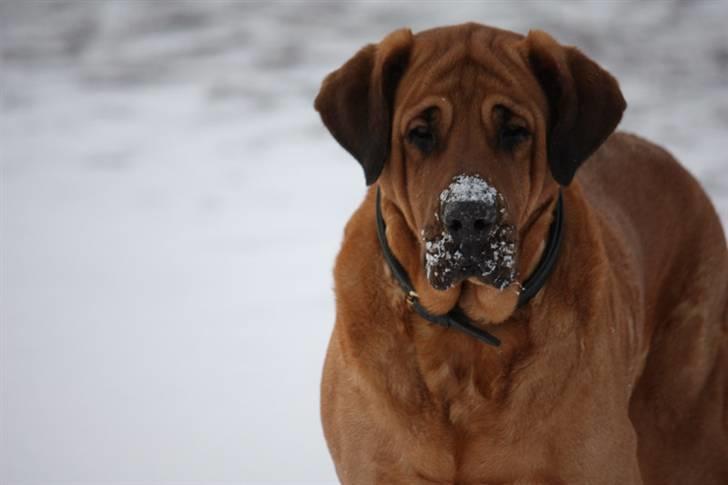 Broholmer Frigga R.I.P. Friksen... billede 4