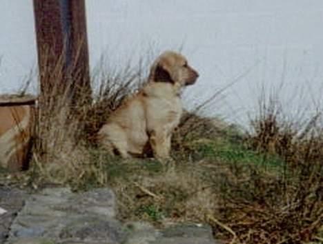 Broholmer Frigga R.I.P. Friksen... billede 5