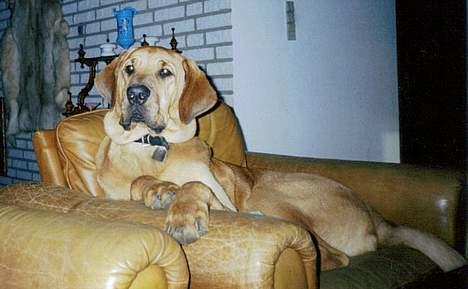 Broholmer Frigga R.I.P. Friksen... billede 6