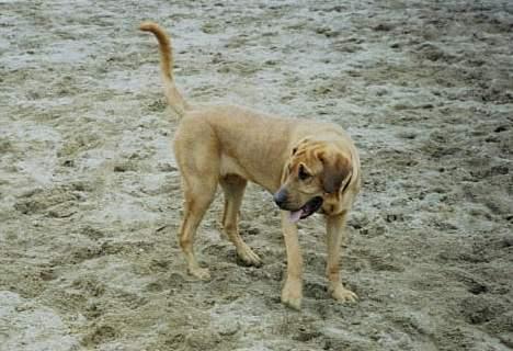 Broholmer Frigga R.I.P. Friksen... billede 7