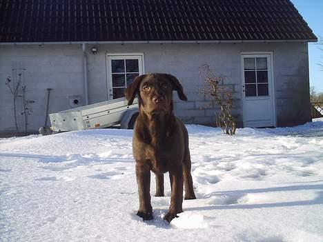 Labrador retriever Zuma - Sikke stor jeg er blevet billede 3