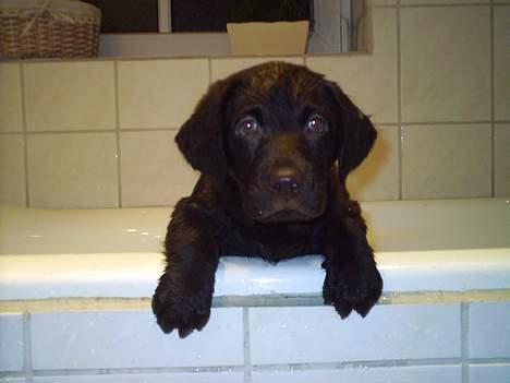 Labrador retriever Zuma - Ah dejligt med et bad billede 4