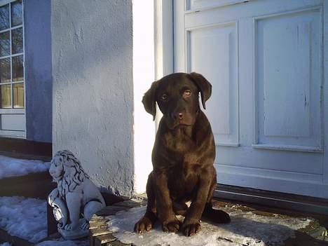 Labrador retriever Zuma - er jeg ikke sød billede 5