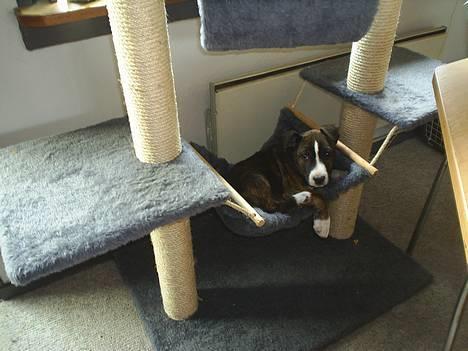 Amerikansk staffordshire terrier nova billede 1