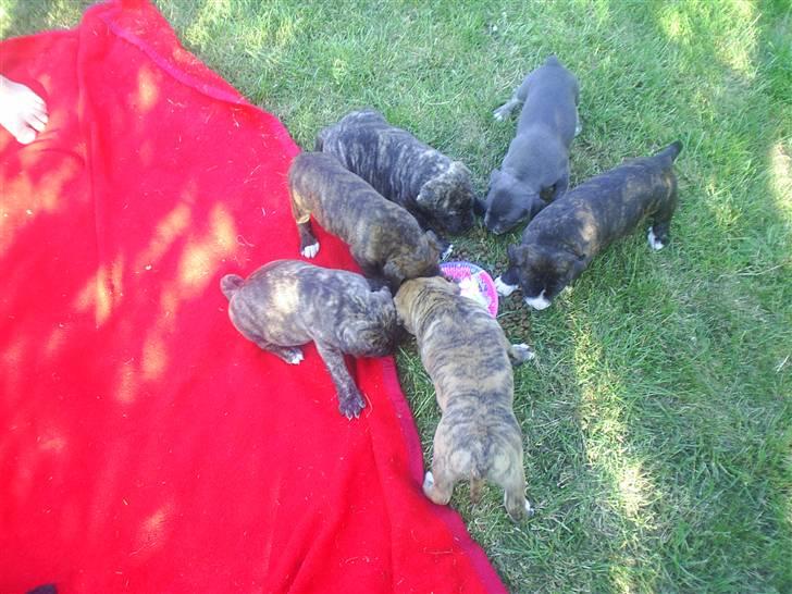 Amerikansk staffordshire terrier nova billede 2