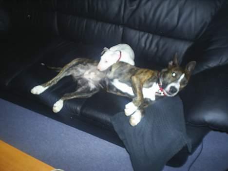 Amerikansk staffordshire terrier nova billede 3