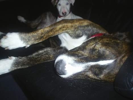 Amerikansk staffordshire terrier nova billede 4