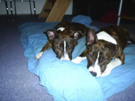 Amerikansk staffordshire terrier nova - hygger med søster billede 5