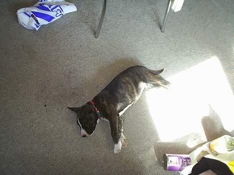 Amerikansk staffordshire terrier nova billede 6