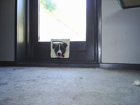 Amerikansk staffordshire terrier nova billede 7