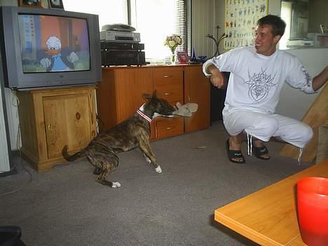 Amerikansk staffordshire terrier nova billede 8