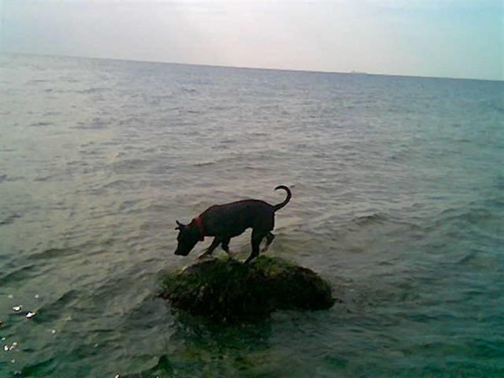 Amerikansk staffordshire terrier nova billede 9