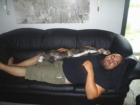 Amerikansk staffordshire terrier nova billede 10