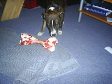 Amerikansk staffordshire terrier nova billede 11