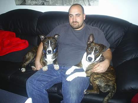 Amerikansk staffordshire terrier nova billede 12