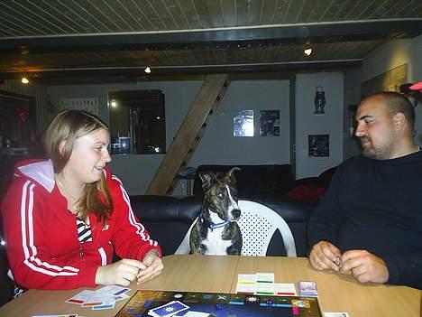 Amerikansk staffordshire terrier nova billede 13