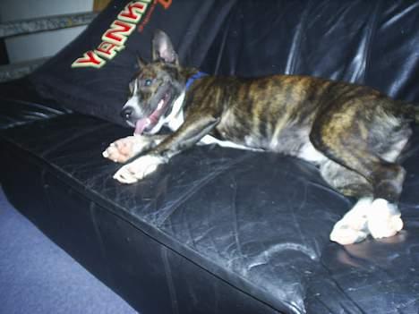 Amerikansk staffordshire terrier nova billede 14