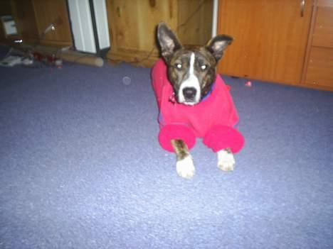 Amerikansk staffordshire terrier nova billede 15