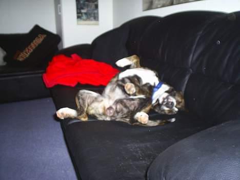 Amerikansk staffordshire terrier nova billede 16