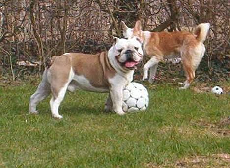 Engelsk bulldog Alfred - Kaldte du? billede 17