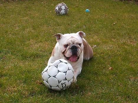 Engelsk bulldog Alfred billede 18