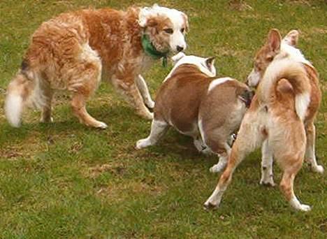 Engelsk bulldog Alfred - Hjælp mig... Det er snyd, 2 mod 1 billede 19