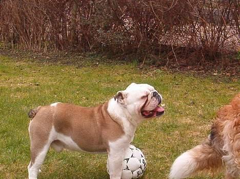 Engelsk bulldog Alfred - Se hvor glad jeg er... :D billede 20