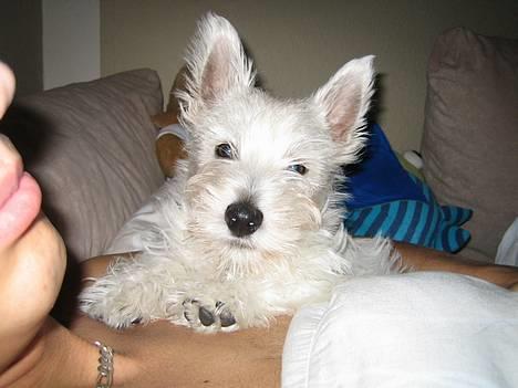 West highland white terrier Frode - Nøøj jeg ligger og putter.. billede 1