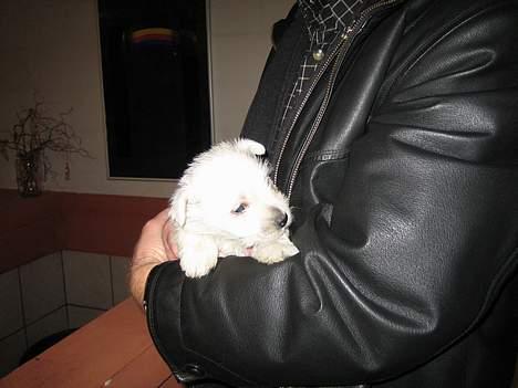 West highland white terrier Frode - Her mit første møde med min nye familie. Bliver holdt af "Morfar" billede 2