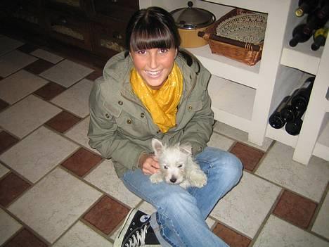 West highland white terrier Frode - Da min mor kom og hentede mig:) billede 3