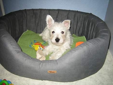 West highland white terrier Frode - Hygge i kurven.. billede 4