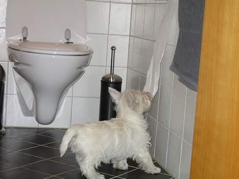 West highland white terrier Frode - Elsker at lave ballade, især at stjæle toiletpapiret:) billede 5