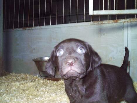 Labrador retriever Zuma billede 6