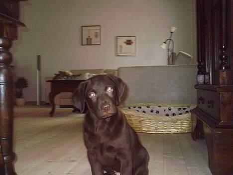 Labrador retriever Zuma billede 7