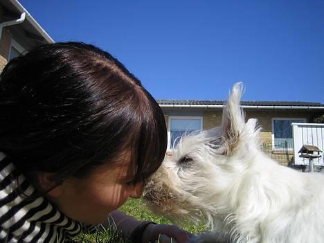 West highland white terrier Frode - møsser li min moar! billede 6