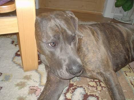 Blanding af racer Kovaz R.I.P billede 5