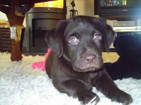 Labrador retriever Zuma billede 8