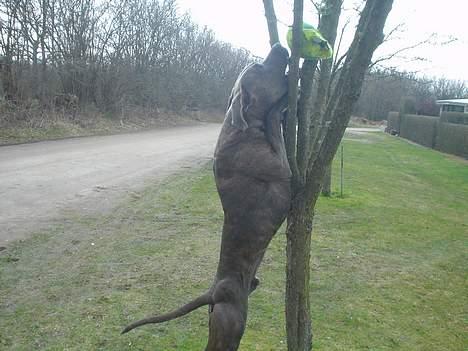 Blanding af racer Kovaz R.I.P - Puny tree, give me back my ball! billede 6