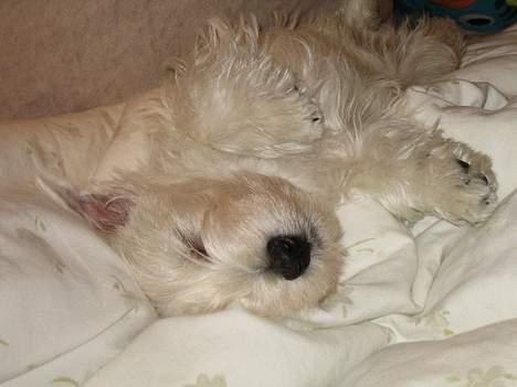 West highland white terrier Frode - Puha..zzz billede 7