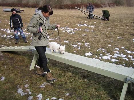 West highland white terrier Frode - Se hvor dygtig jeg er til træningen billede 8
