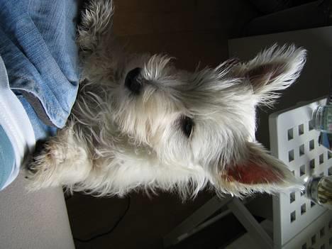 West highland white terrier Frode - Halløj.. billede 9