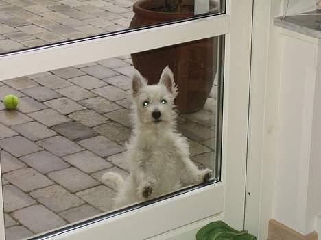 West highland white terrier Frode - Moaaar..Jeg vil ind NU! billede 10