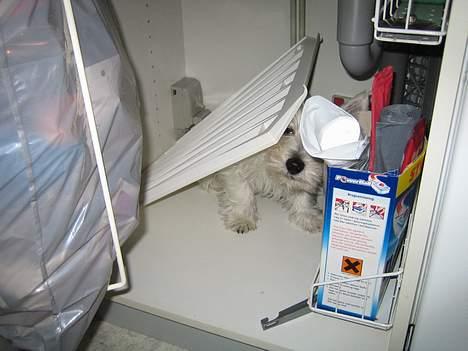 West highland white terrier Frode - Her er jeg li hoppet ind i køkken skabet..men hov fik noget i hovedet! billede 11
