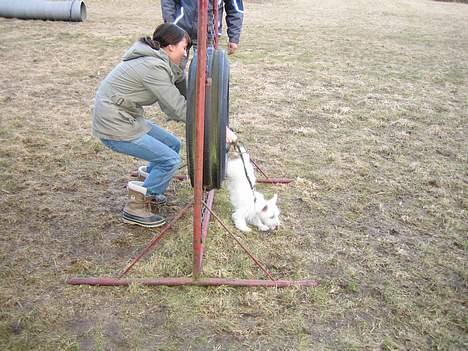 West highland white terrier Frode - Hopla...! billede 12