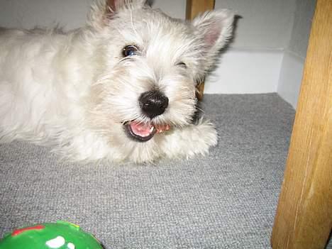 West highland white terrier Frode - mmm..en go´bid:) billede 13