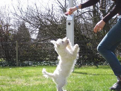 West highland white terrier Frode - se hva´ jeg kan..stå på 2 ben:) billede 14